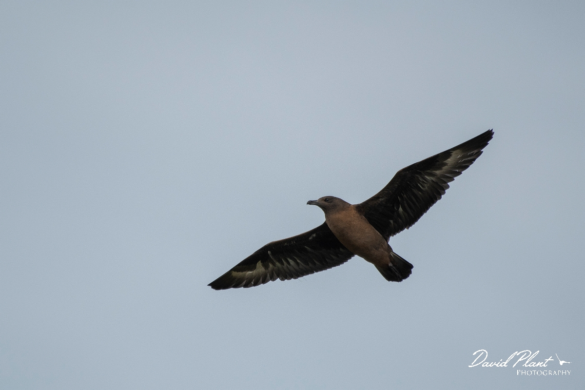 David Plant Photography - Wildlife Photography - Great skua - R.JPG - Great skua, juvenile - Highlands
