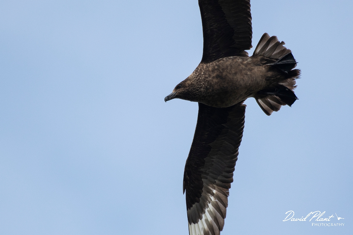 David Plant Photography - Wildlife Photography - Great skua - S.JPG - Great skua in flight - Highlands