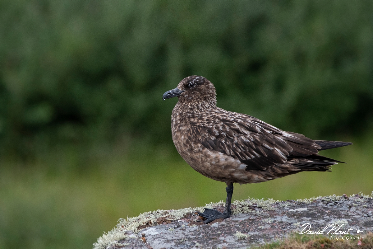David Plant Photography - Wildlife Photography - Great skua - T.JPG - Great skua standing - Highlands