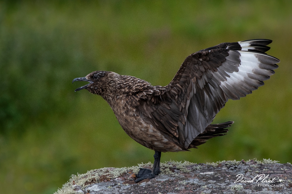 David Plant Photography - Wildlife Photography - Great skua - U.JPG - Great skua with wing open - Highlands