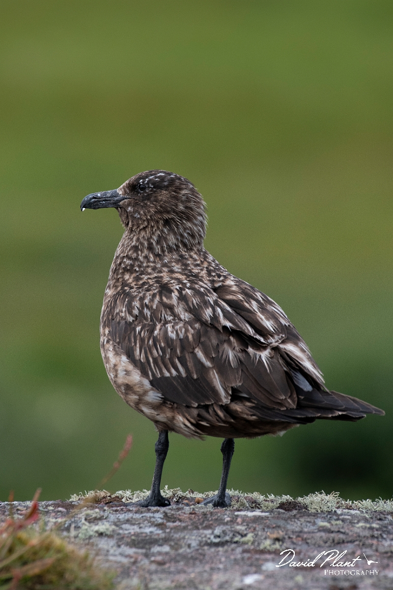 David Plant Photography - Wildlife Photography - Great skua - V.JPG - Great skua standing - Highlands