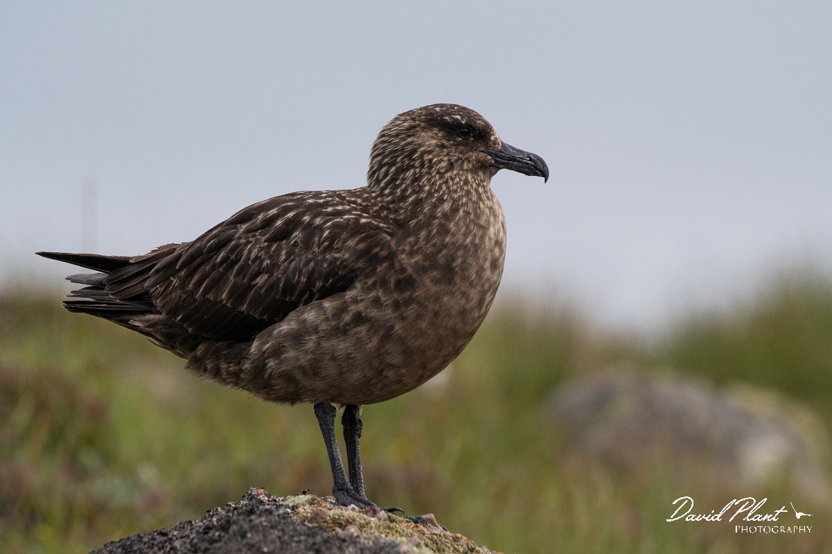 David Plant Photography - Wildlife Photography - Great skua - W.JPG - Great skua standing - Highlands