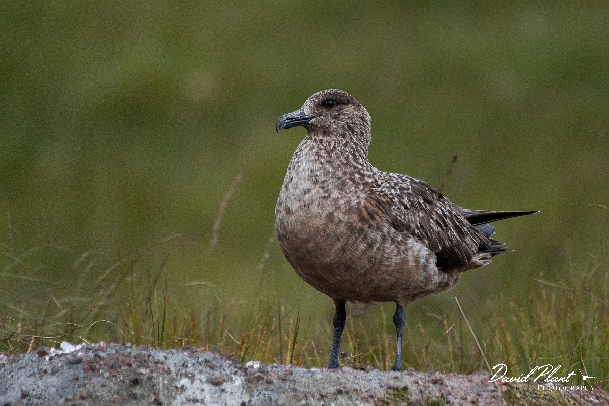 David Plant Photography - Wildlife Photography - Great skua - X.JPG - Great skua standing - Highlands