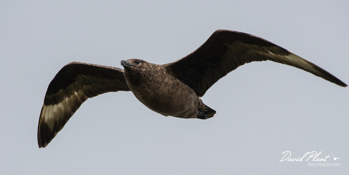 David Plant Photography - Wildlife Photography - Great skua - Y.JPG - Great skua in flight - Highlands