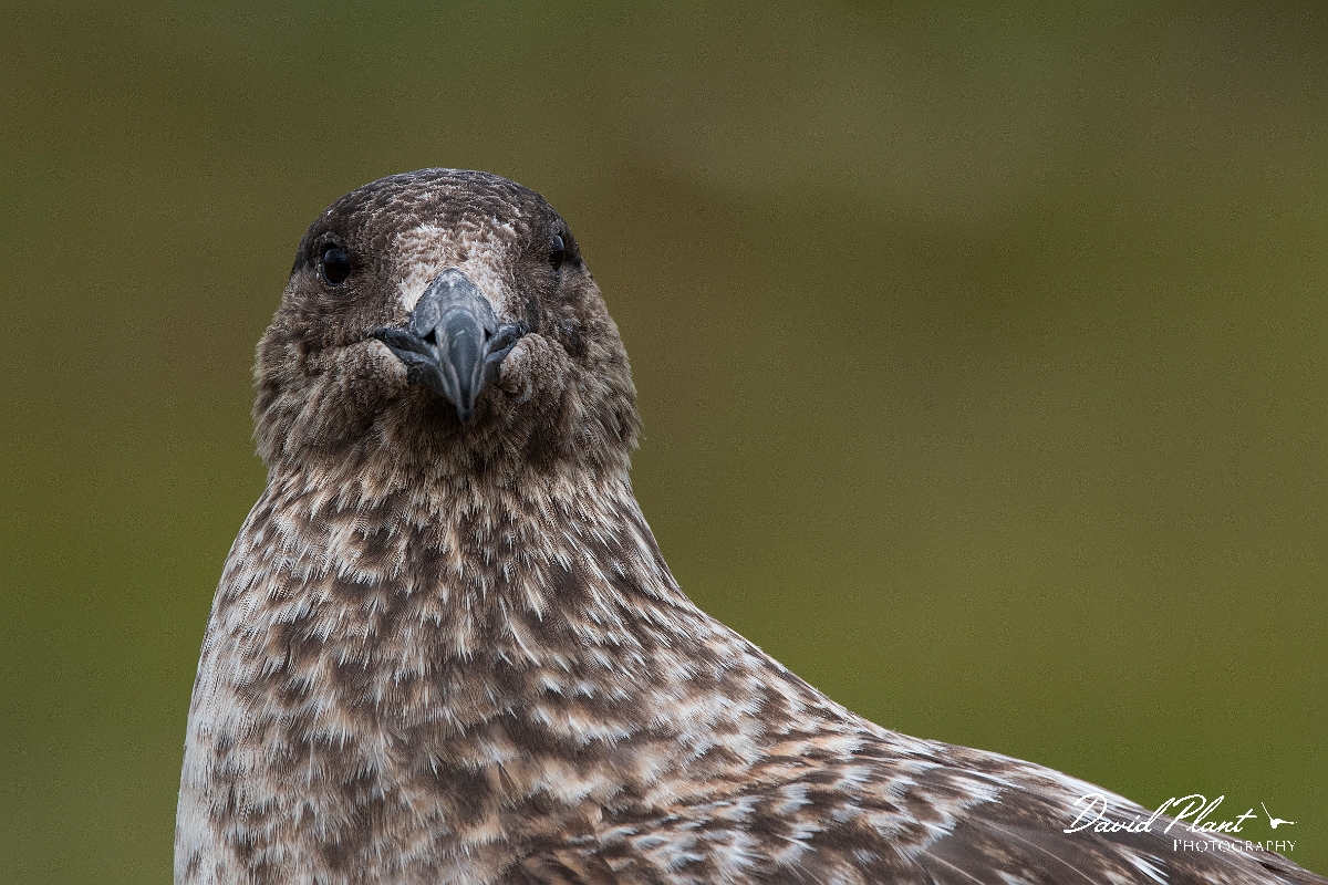 David Plant Photography - Wildlife Photography - Great skua - Z.JPG - Great skua head - Highlands