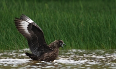David Plant Photography - Wildlife Photographer - Great skua - A