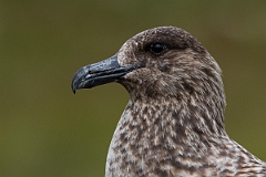 David Plant Photography - Wildlife Photography - Great skua - AA
