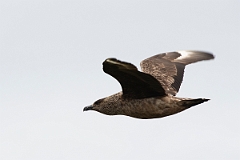 David Plant Photography - Wildlife Photography - Great skua - AB