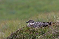 David Plant Photography - Wildlife Photography - Great skua - AC