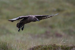 David Plant Photography - Wildlife Photography - Great skua - AD