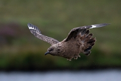 David Plant Photography - Wildlife Photography - Great skua - AE