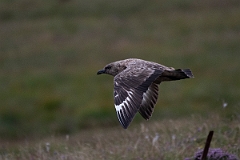 David Plant Photography - Wildlife Photography - Great skua - AF