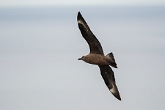 David Plant Photography - Wildlife Photography - Great skua - AG
