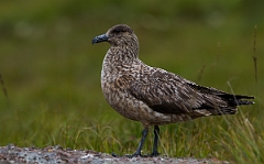 David Plant Photography - Wildlife Photography - Great skua - AH