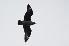 David Plant Photography - Wildlife Photography - Great skua - B