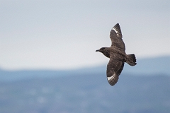 David Plant Photography - Wildlife Photography - Great skua - C