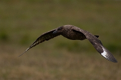 David Plant Photography - Wildlife Photography - Great skua - D
