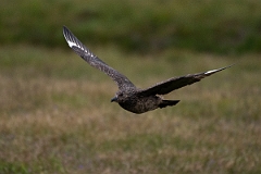 David Plant Photography - Wildlife Photography - Great skua - E