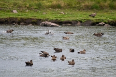 David Plant Photography - Wildlife Photography - Great skua - F