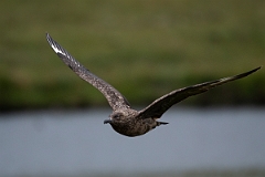 David Plant Photography - Wildlife Photography - Great skua - G