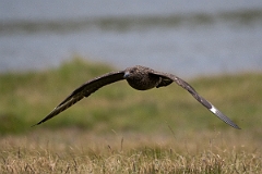 David Plant Photography - Wildlife Photography - Great skua - H