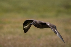 David Plant Photography - Wildlife Photography - Great skua - I