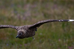 David Plant Photography - Wildlife Photography - Great skua - J