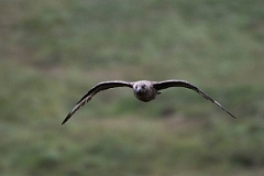 David Plant Photography - Wildlife Photography - Great skua - K