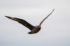 David Plant Photography - Wildlife Photography - Great skua - L