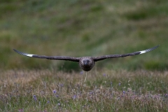 David Plant Photography - Wildlife Photography - Great skua - M
