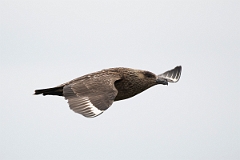 David Plant Photography - Wildlife Photography - Great skua - N