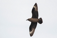David Plant Photography - Wildlife Photography - Great skua - O
