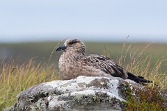 David Plant Photography - Wildlife Photography - Great skua - P