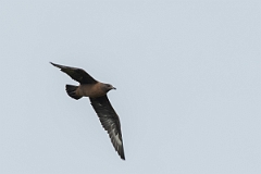 David Plant Photography - Wildlife Photography - Great skua - Q