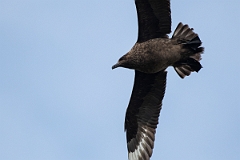 David Plant Photography - Wildlife Photography - Great skua - S