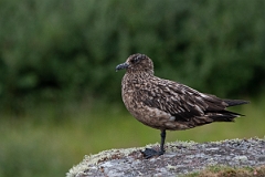 David Plant Photography - Wildlife Photography - Great skua - T