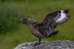 David Plant Photography - Wildlife Photography - Great skua - U