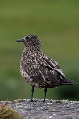 David Plant Photography - Wildlife Photography - Great skua - V