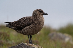 David Plant Photography - Wildlife Photography - Great skua - W