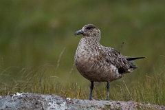 David Plant Photography - Wildlife Photography - Great skua - X