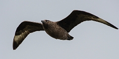 David Plant Photography - Wildlife Photography - Great skua - Y
