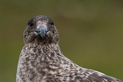 David Plant Photography - Wildlife Photography - Great skua - Z