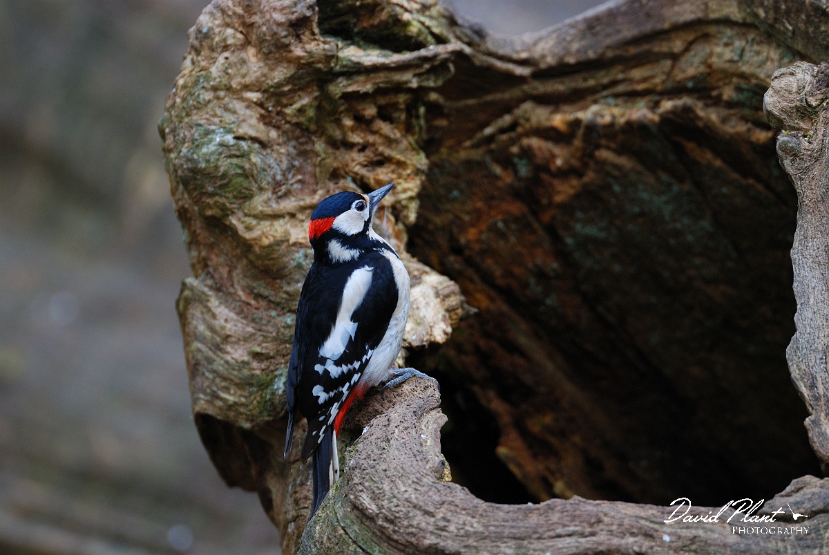 David Plant Photography - Wildlife Photographer - Great spotted woodpecker - C.jpg - Great spotted woodpecker - Forest of Dean