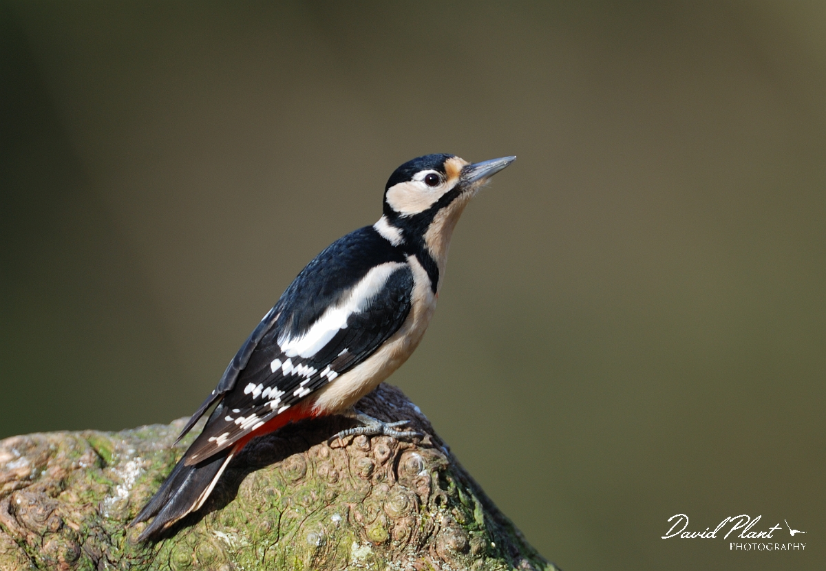 David Plant Photography - Wildlife Photographer - Great spotted woodpecker - D.jpg - Great spotted woodpecker - Forest of Dean