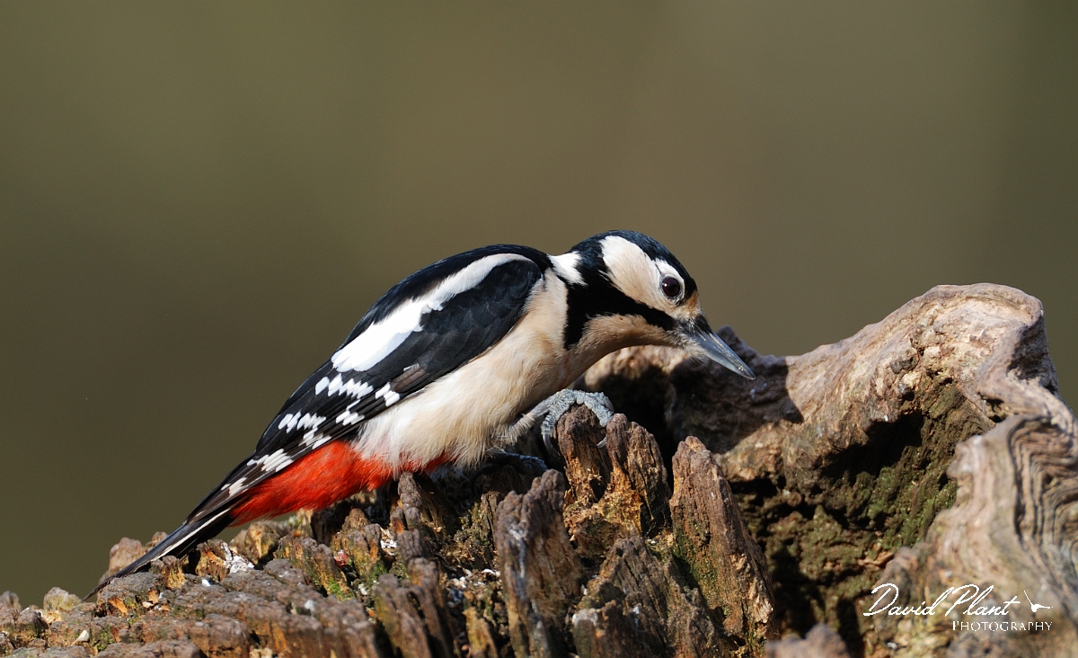 David Plant Photography - Wildlife Photographer - Great spotted woodpecker - E.jpg - Great spotted woodpecker - Forest of Dean