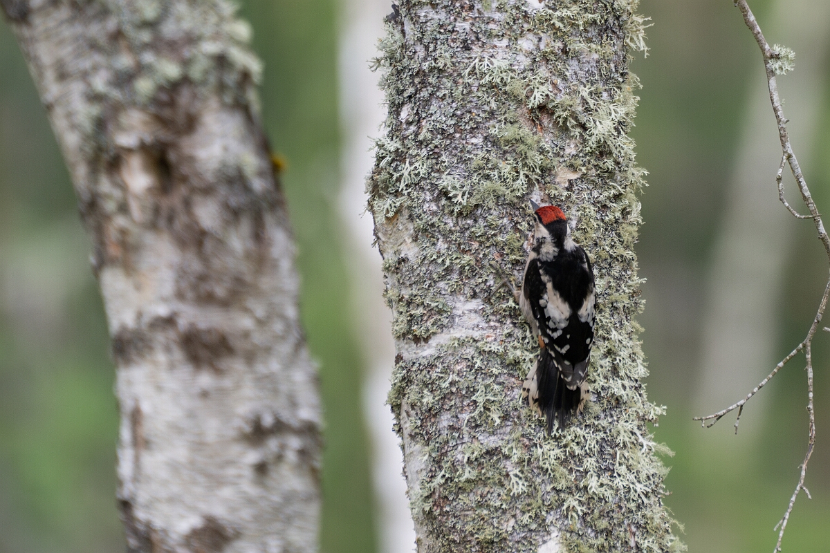 David Plant Photography - Wildlife Photographer - Great spotted woodpecker - F.jpg - Great spotted woodpecker - Cairngorms