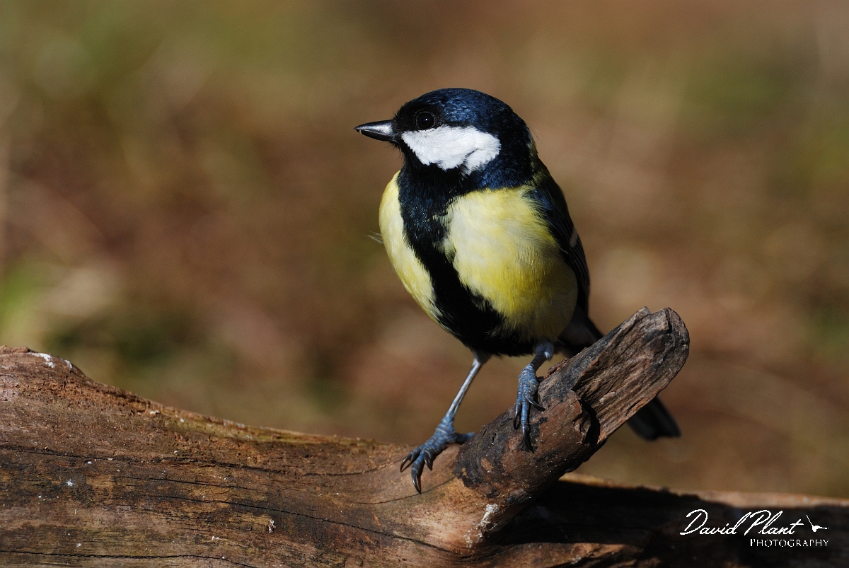 David Plant Photography - Wildlife Photographer - Great tit - A.jpg - Great tit - Forest of Dean