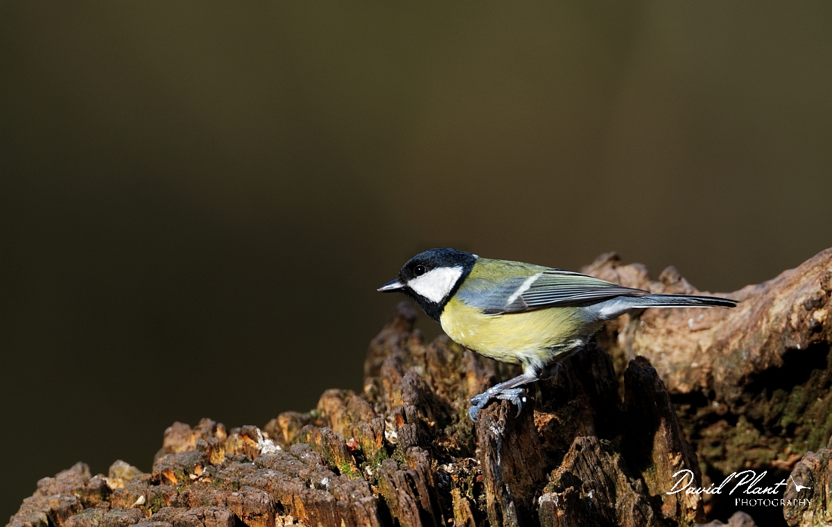 David Plant Photography - Wildlife Photographer - Great tit - B.jpg - Great tit - Forest of Dean