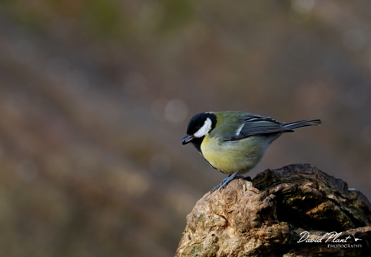 David Plant Photography - Wildlife Photographer - Great tit - C.jpg - Great tit - Forest of Dean