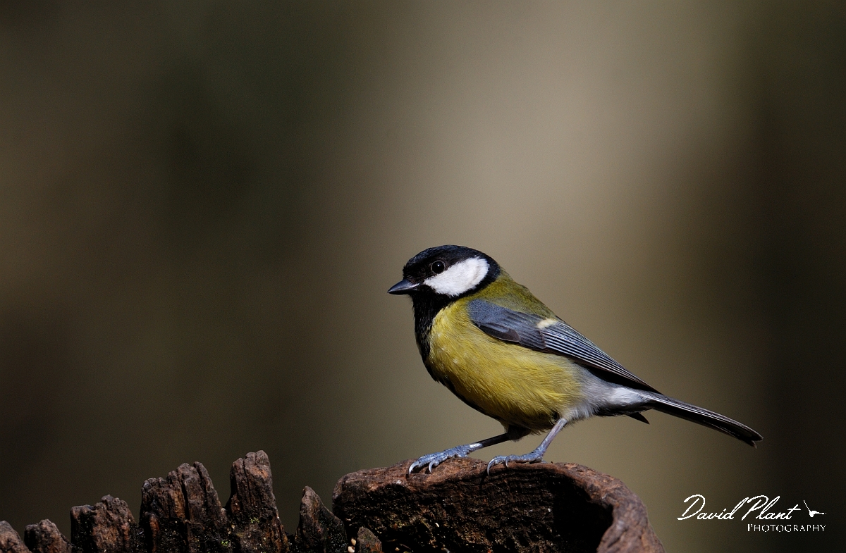 David Plant Photography - Wildlife Photographer - Great tit - G.jpg - Great tit - Forest of Dean